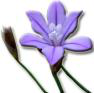 Fleur Aphyllanthe