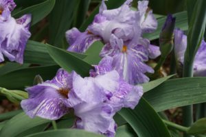 Iris (var : Gnu)