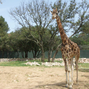girafe zoo Lunaret