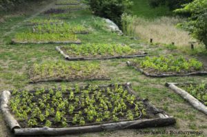 jardin de mazet plantes