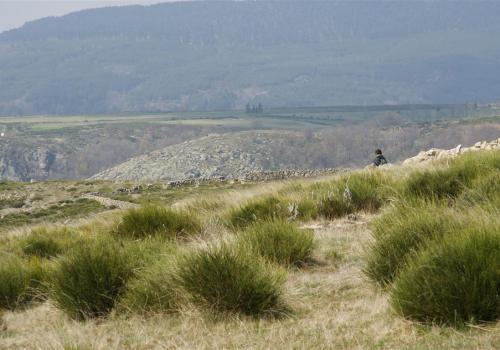 la lande au bord du canyon