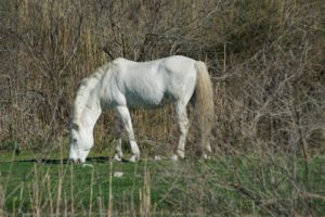 cheval camarguais