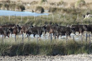 tauraux de camargue