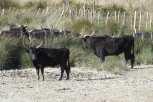 tauraux de camargue