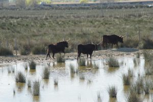 tauraux de camargue en liberté