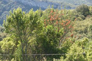 feuilles rouges d'un jeune pistachier térébinthe