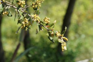 floraison du chêne vert