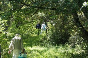 sentier sous les frondaisons