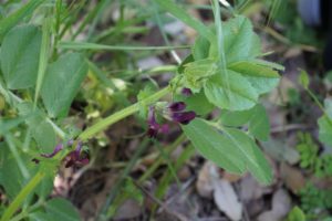 fleur de la garrigue humide