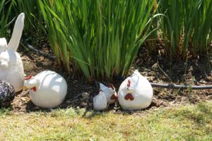 les poules