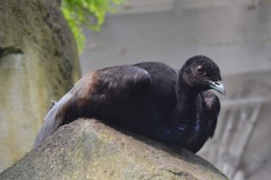 Zoo Lunaret petit oiseau