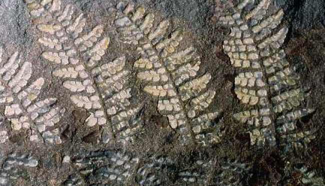 Forêt fossile Champclauson - fougère