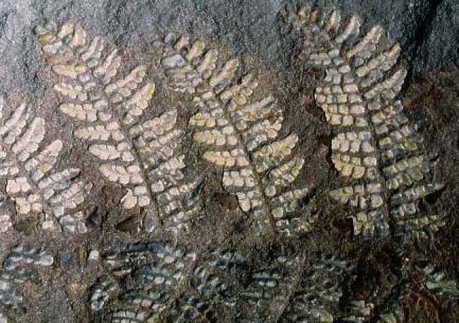 Forêt fossile Champclauson - fougère