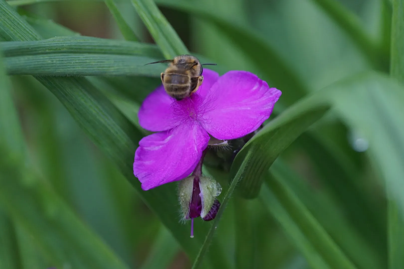 DSC03203-tradescantia