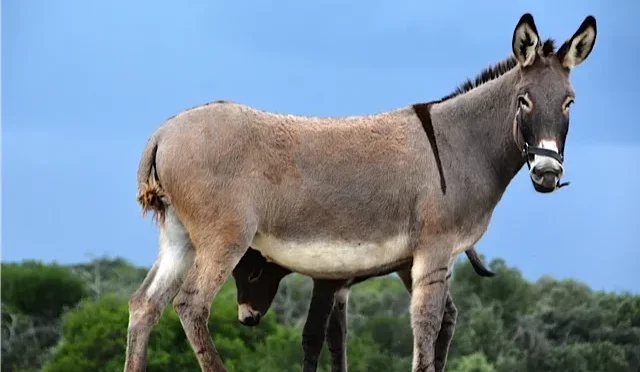 L’asinerie comme si vous y étiez