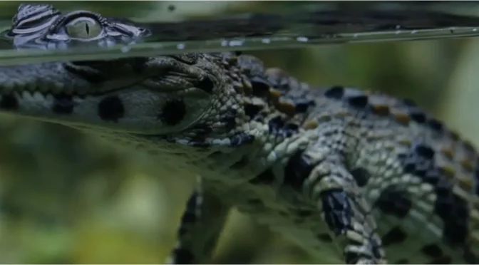 Attention ! Crocodiles en vue…