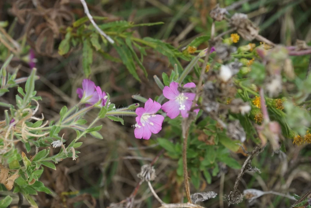 épilobe à grandes fleurs