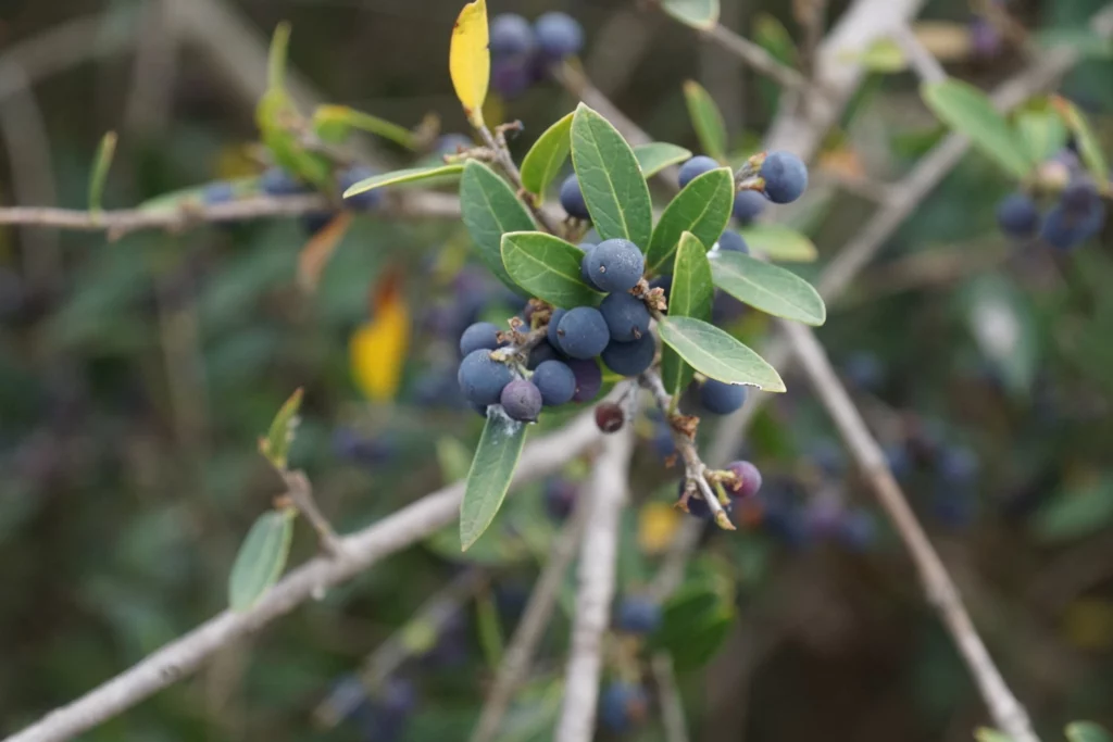 fruits de filaire