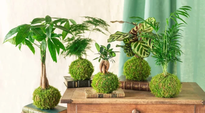 Deux ateliers kokedama à l’Aphyllanthe