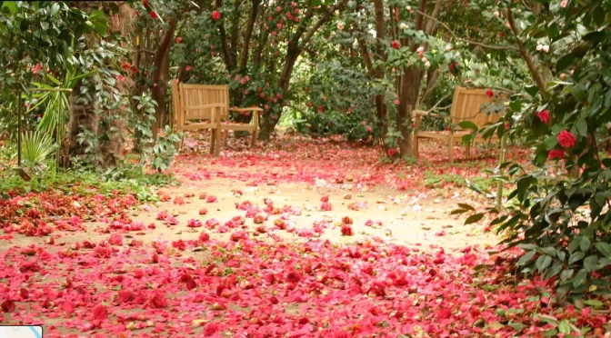Visite du parc floral Les Camélias de la prairie – 7 mars