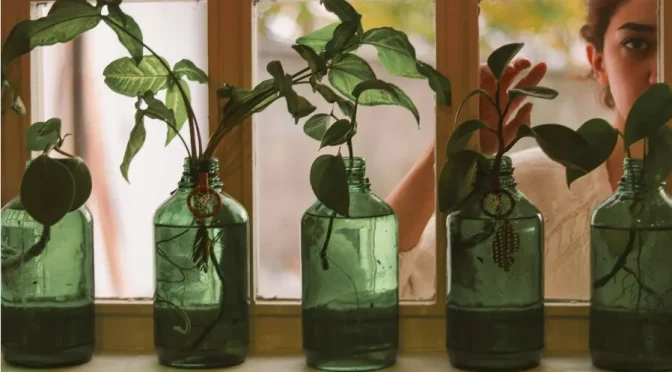 Atelier boutures intergénérationnel – 21 mars