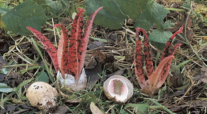 Conférence : 10 histoires édifiantes à propos des champignons – 18 sept.