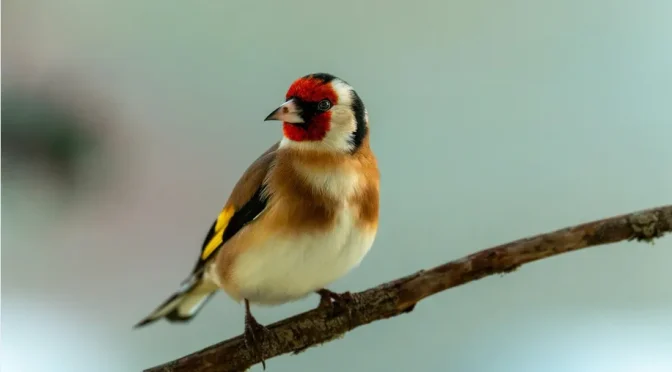 Conférences du vendredi : les oiseaux de nos jardins – 20 nov.